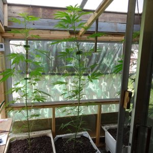 greenhouse1.jpg