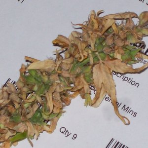 MULANJE SEEDS 004.JPG