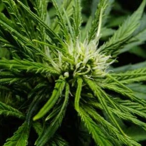 0_young-3-week-old-cannabis-bud-flowering-stage-sm.jpg