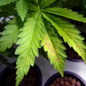 0_cannabis-calcium-deficiency-bottom-plant-lack-of-light-xsm.jpg