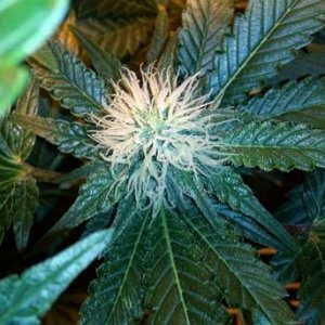 0_young-white-pistils-cannabis-flowering-sm.jpg