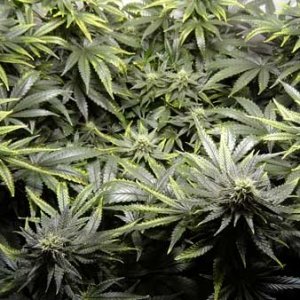 0_copper-deficiency-cannabis-flowering-sm.jpg