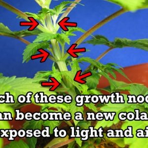 0_growth-nodes-become-colas-sm.jpg