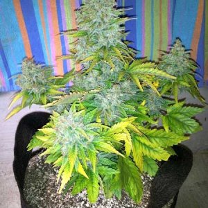 0_fat-auto-flower-smart-pot-sm.jpg