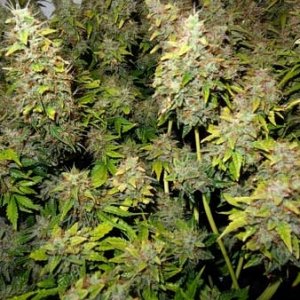 0_harvest-marijuana-early-if-buds-are-getting-damaged-sm.jpg