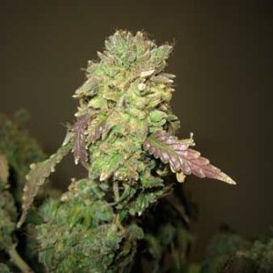 0_example-of-marijuana-bud-burnt-by-heat-and-too-much-light-ready-to-harvest-immediately-sm.jpg