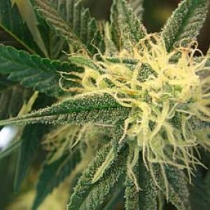 0_white-pistils-6-weeks-bud-sm.jpg