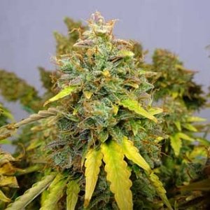 0_fat-auto-critical-jack-bud-1200-sm.jpg