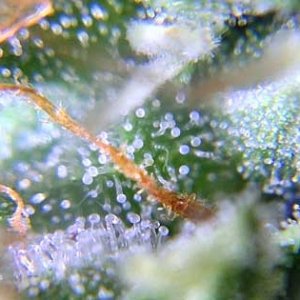 0_cannabis-trichomes-milky-white-ready-harvest-sm.jpg