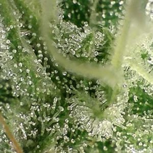 0_trichomes-not-ready-still-clear2-sm.jpg