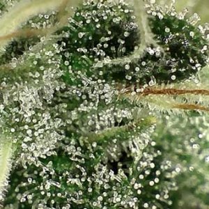 0_trichomes-not-ready-still-clear-white-pistils-sm.jpg