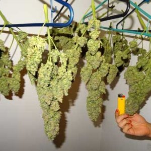 0_fat-buds-drying-in-closet-weed-sm.jpg