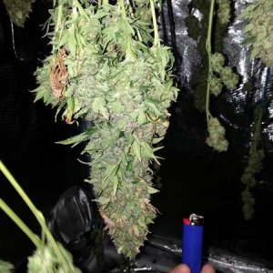 0_fat-cannabis-cola-drying-dry-trim-sm.jpg