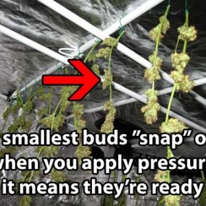 0_if-buds-snap-off-cannabis-finished-drying-sm.jpg