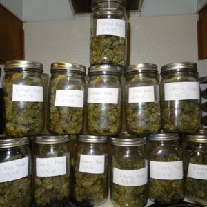 0_stack-of-jars-liberty-haze-critical-kush-sm.jpg