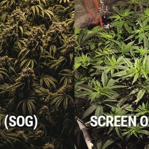 0_Inner-SOG-and-SCROG.jpg