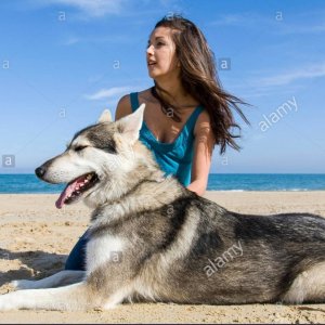 0_teenage-girl-sitting-on-beach-with-alaskan-malamute-dog-MC7YBJ (2).jpg