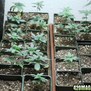 the baby medical seeds