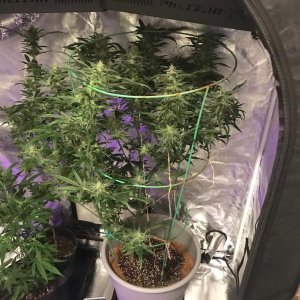 Grow tent.jpg