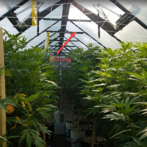 scrog.png