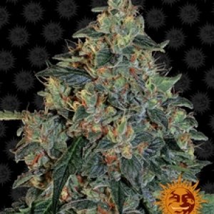 barneys_farm_blueberry-og_cannabis_seeds_278.jpg