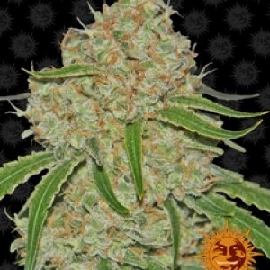 barneys_farm_phantom-og_cannabis_seeds_433.jpg