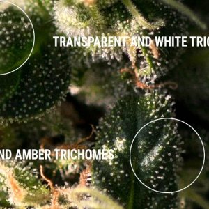 0_NOT-READY-AND-READY-TRICHOMES.jpg