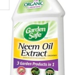 Neem oil.JPG