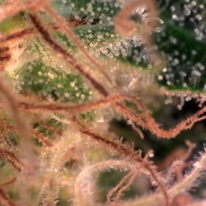 trichome.jpg