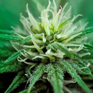 0_increasing-trichome-production-on-cannabis.jpg