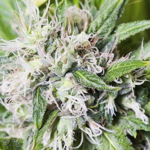 0_KK3qr6qtRBSX0TSRuf8D_trichome-farming-flower.jpg