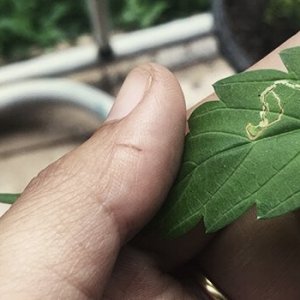 0_Inner-Leaf-Miner.jpg