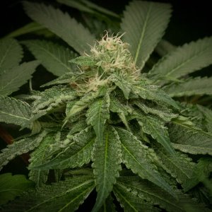 Bubbas Breath bud shot at 5 weeks-5.jpg