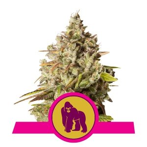 0_royal-gorilla_6.jpg