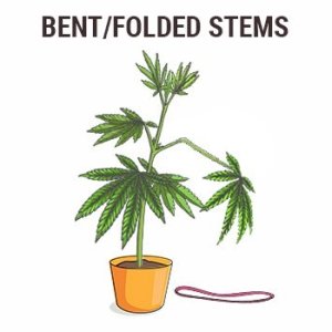 0_fix-cannabis-stems.jpg