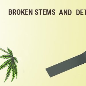 0_stems-cannabis-fix-.jpg