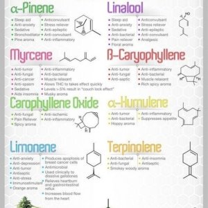 terpene education.jpg