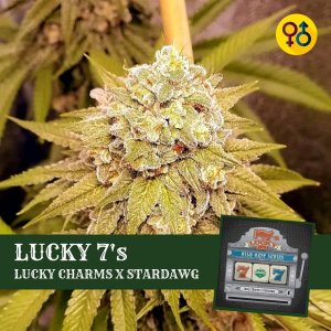 0_lucky-7-lucky-charms-stardawg-greenpoint-seeds-1a.jpg