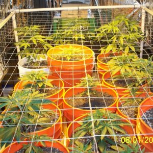 scrog frame 3