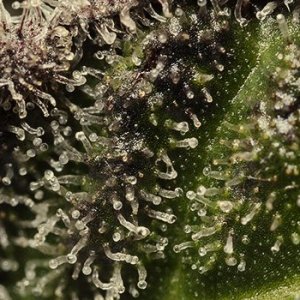 0_trichomes.jpg