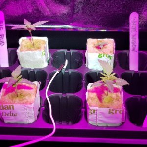 Seedling 14 days.jpg