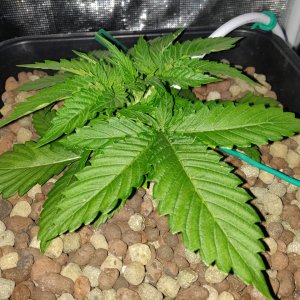 GG 14 days before topping.jpg