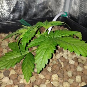 GG 14 days after topping.jpg