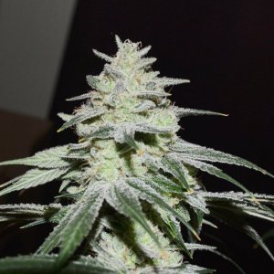 tangerine cookies - 9 of 21.jpg