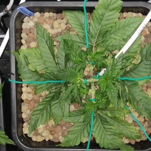 AP 19 days LST.jpg