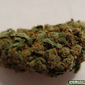 Juicyfruit Bud