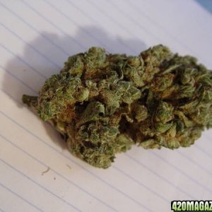 Sugar Shot Nug