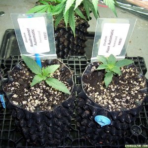 free dinafems from single seed centre