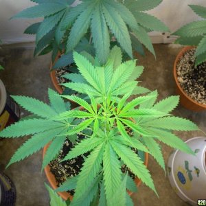 Indoor grow