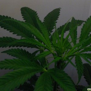 Indoor grow